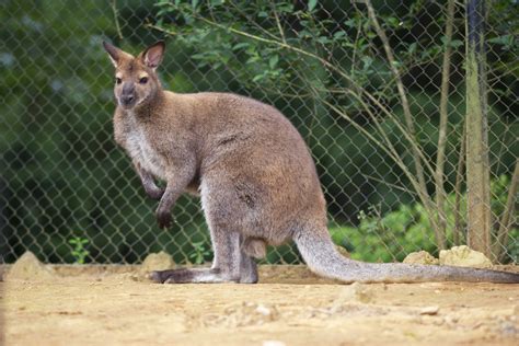 kangaroos japan